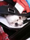 she was so tiny she fit n my purse 11/2010