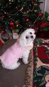 New Princess Coat Christmas 2013