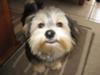 Maltese Silky Terrier Mix