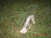 chasin a grass hopper