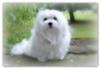 Snowdrop the Maltese