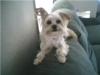 My baby Nitro