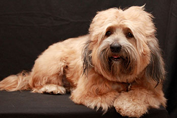 Tibetan Terrier