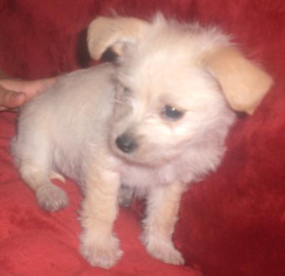 My puppy 1/18/2009