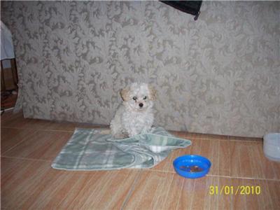 She is a tiny female Maltese