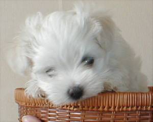 Baby Maltese - Weesh