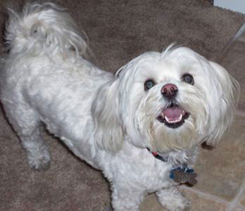 Bichon Frise Mix - TJ