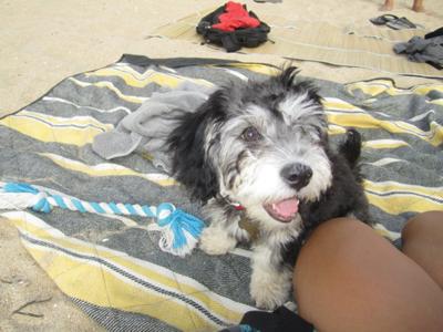 Fun times at the Dog Beach!