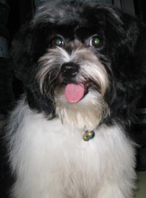 my cute malshi dog 