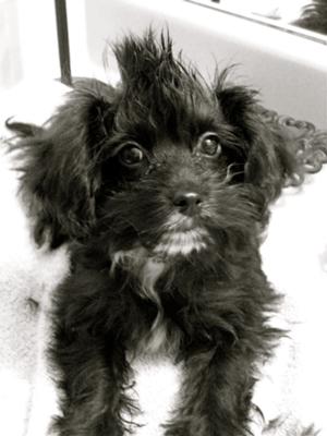 black morkie puppies black morkie puppy black morkie puppies black morkie puppy