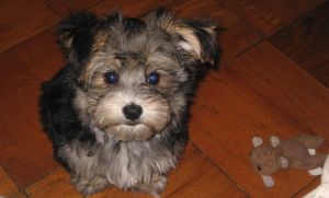 Sweetest of all Morkie puppies
