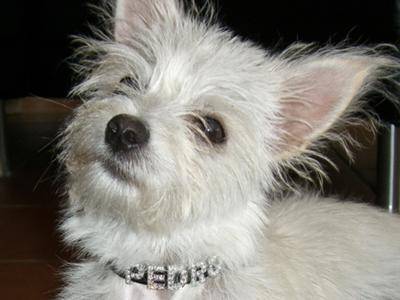 maltese chihuahua full grown