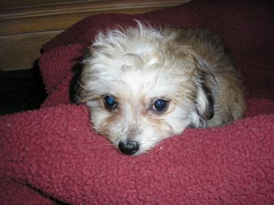 But, Im just a puppy!!