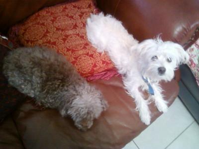 Ebony & Ivory :]  (Mitzi and Sir Wrigley)
