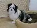 Domino loves his little bed