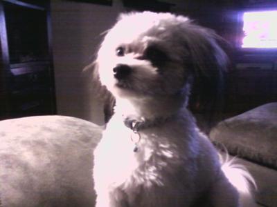 Cute Japanese Chin Maltese Mix