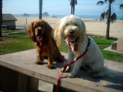 Princes and Riley after Beach Walk