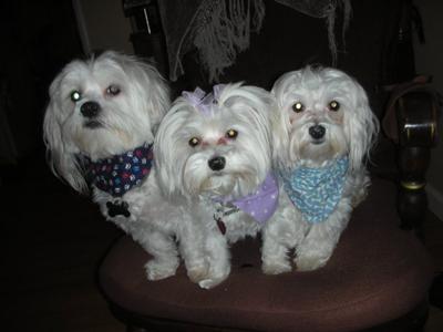 Jake, Abby and Chowder