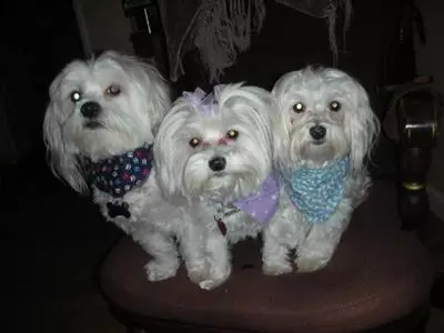 Jake, Abby and Chowder