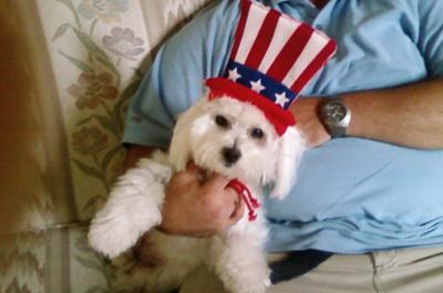 All American Dog