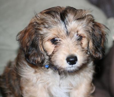 Dachshund Mix Puppy - Wrigley