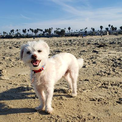 Dexter at his favorite place - the beach! 