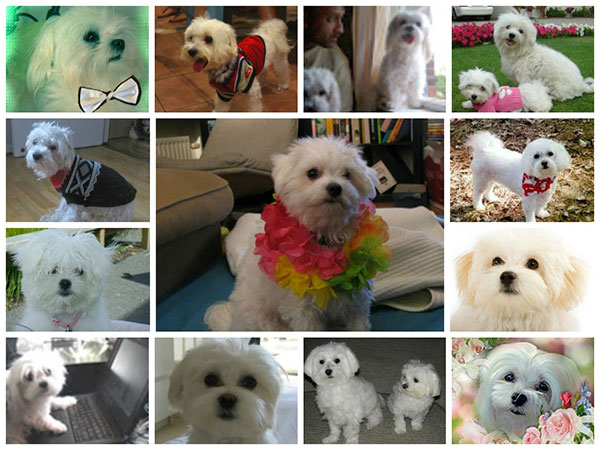 Maltese dog blogs