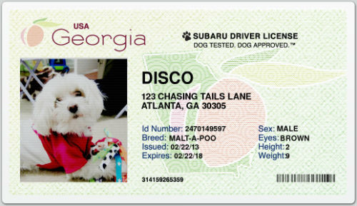 Dog drivers license