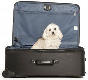 Essential Maltese dog travel tips for car traveling with your dog. Don't be caught without these.