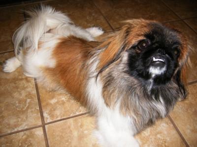 maltese pekingese mix