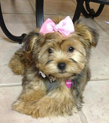 Female Morkie puppy - Sophie