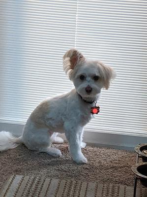 Her first big girl haircut!  Growing up!