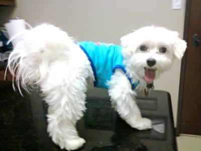 Prince at the vet's office!