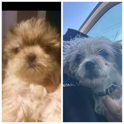 This was before and the other is how she was when the shelter found her