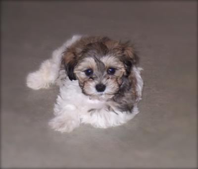 havamalt for sale near me