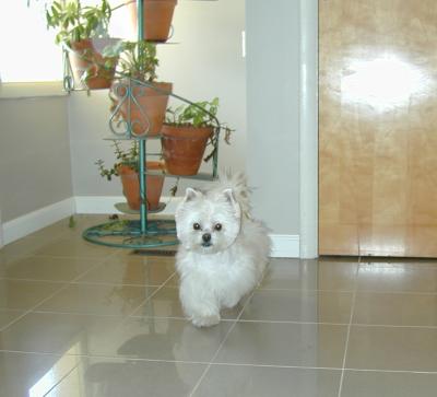 Bobby the  Westie Maltese mix