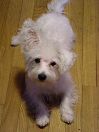 Izzy the Highland Maltie