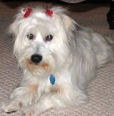 Zoey's first grooming after coming home!