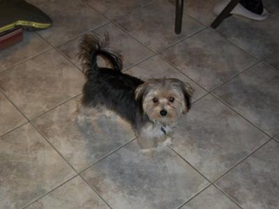 Charlie, taken last X-Mas09
