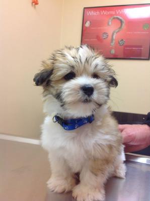 First visit to the Vet
