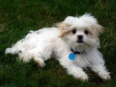 Woody relaxing in the yard