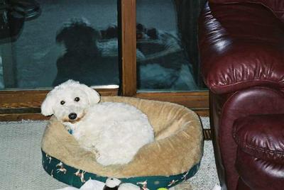 Kallie the cute Westie Maltese