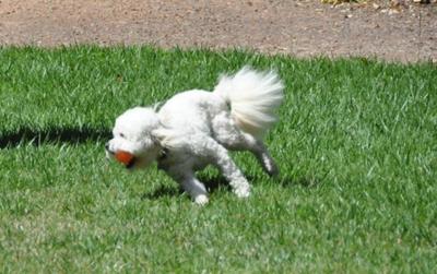 Keeshound, Golden Retriever, and Maltese mix