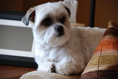 Cassie in her favorite spot on the couch