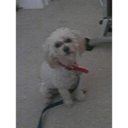 My Maltipoo with a crazy haircut!!