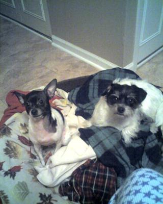 Rigley and Poncho. Rigley is the bigger one.
