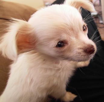 I tried to find the cutest picture and this one seemed pretty good ,but no picture can exactly show how adorable she really is.