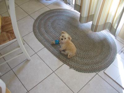 One of the most energetic Malchi puppies!