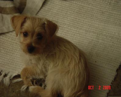 Hello, I'm Brice.