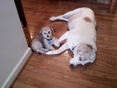 Chip our Malchi with Allie, our foxhound